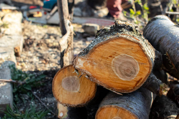 How Our Tree Care Process Works  in  Hiller, PA