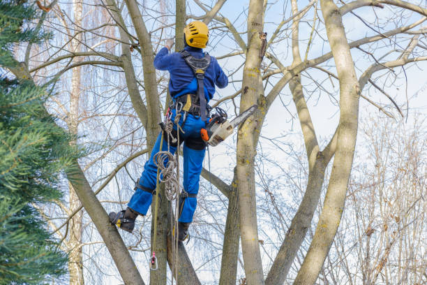 Best Tree Disease Treatment  in Hiller, PA