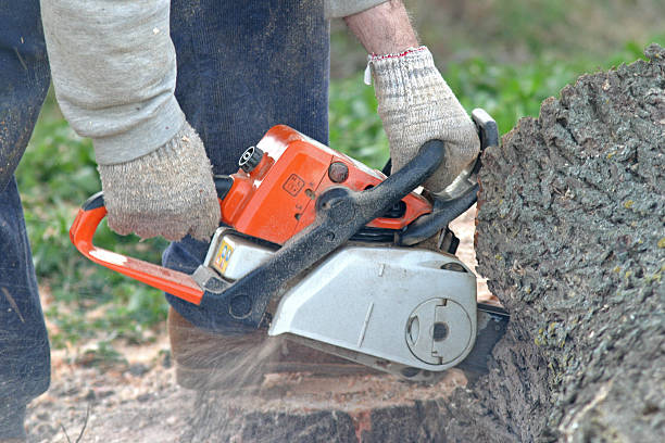 Best Commercial Tree Services  in Hiller, PA