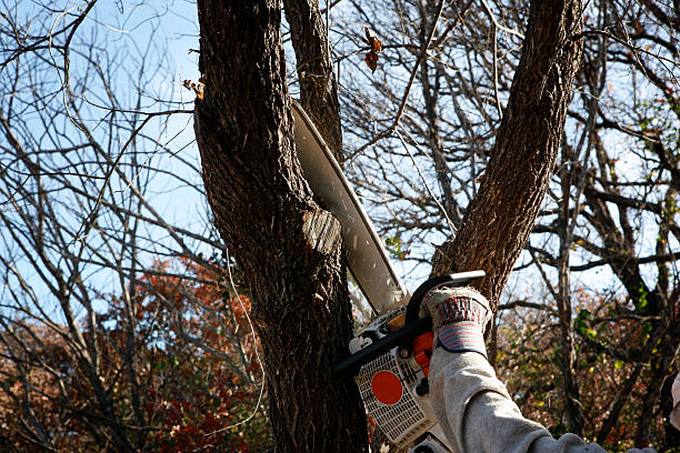 Best Tree and Shrub Care  in Hiller, PA